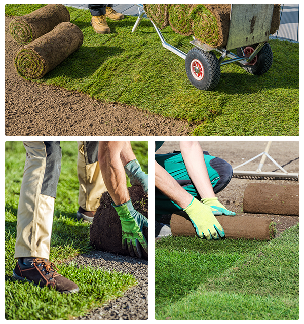 Professional Sod Solutions for DeSoto Homes